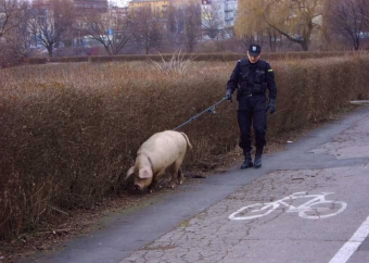 А мы такие все смешные и заводные и крутые. Смешные картинки про зверей.