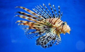Обитатели морских глубин, редкие рыбы
