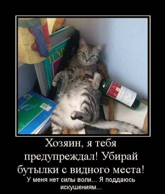 Смешные и прикольные, животные и звери 