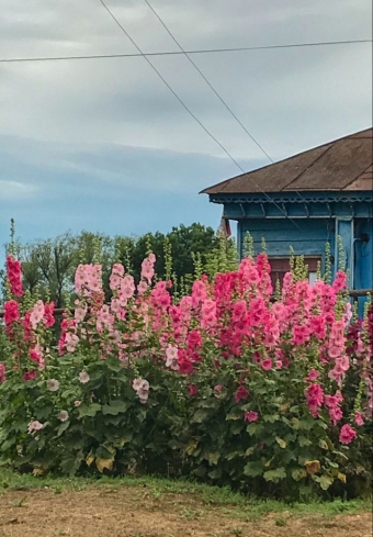 Эстетика с цветком Мальва. 