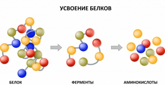 Топ 10 важных анализов, которые нужно сдать каждому мужчине после 40 лет 