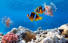 Фантастическое Красное море