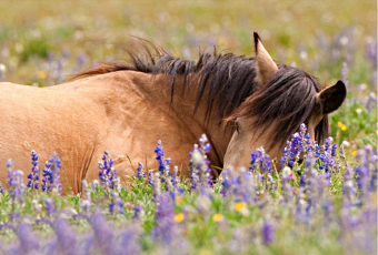 Почему лошади спят стоя, а большинство других видов - нет?