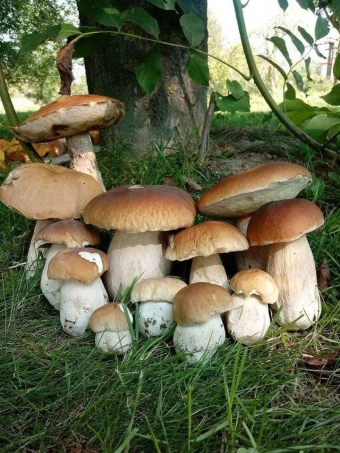 Эстетика с грибами. 3 часть
