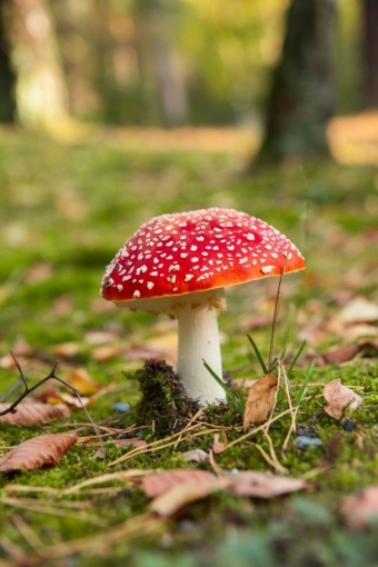 Эстетика с грибами. 3 часть