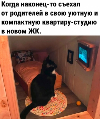 Мэмы. 2 часть