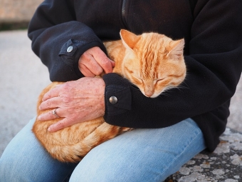 9 жизней вашей кошки