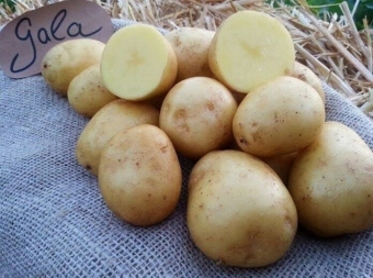 Лучшие сорта картофеля 2023, самые вкусные и урожайные