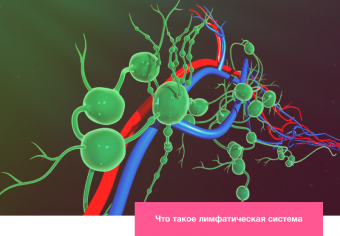 Лимфатическая система и кожа