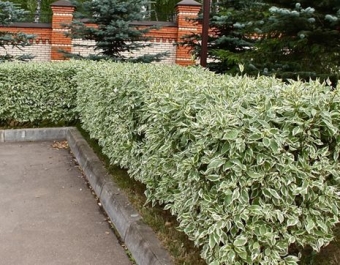 Самые необычные кустарники для вашего сада
