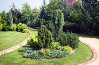 Самые необычные кустарники для вашего сада
