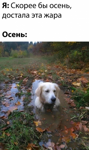 Мэмы. 1 часть