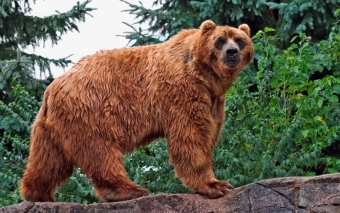 Самые большие медведи в мире