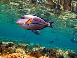 Фантастическое Красное море