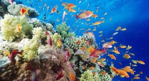 Фантастическое Красное море
