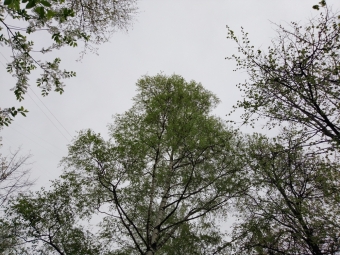 Сон и вечерняя прогулка: это очень важно. 