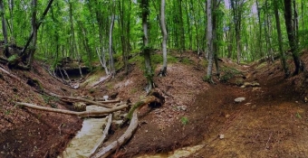 🌿 Агармышский лес - жемчужина Крымского полуострова 💎