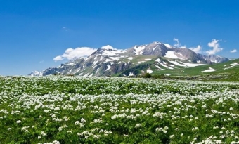 🌿 Кавказский биосферный заповедник: сокровищница дикой природы 🦌