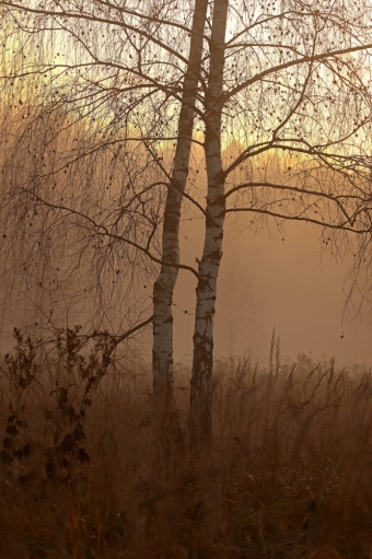  Ловим волшебство: Ноябрьский рассвет, который согревает душу! ✨