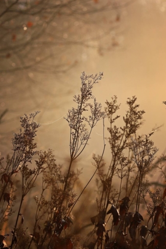  Ловим волшебство: Ноябрьский рассвет, который согревает душу! ✨