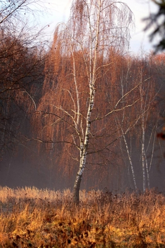  Ловим волшебство: Ноябрьский рассвет, который согревает душу! ✨