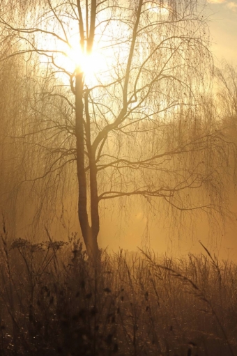  Ловим волшебство: Ноябрьский рассвет, который согревает душу! ✨