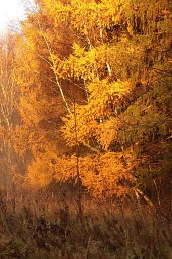  Ловим волшебство: Ноябрьский рассвет, который согревает душу! ✨