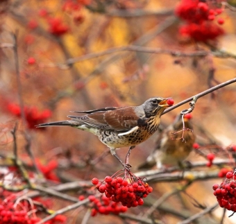 Рябиновый пир: Как Дрозды-Рябинники и зеленушки устроили настоящий Гастрономический фестиваль! 🍒🥳