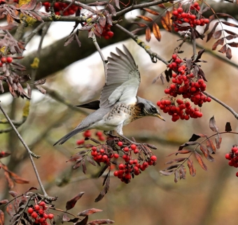 Рябиновый пир: Как Дрозды-Рябинники и зеленушки устроили настоящий Гастрономический фестиваль! 🍒🥳