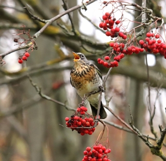 Рябиновый пир: Как Дрозды-Рябинники и зеленушки устроили настоящий Гастрономический фестиваль! 🍒🥳
