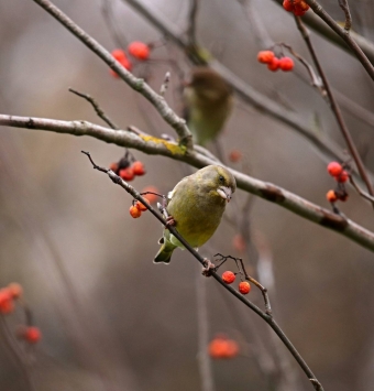 Рябиновый пир: Как Дрозды-Рябинники и зеленушки устроили настоящий Гастрономический фестиваль! 🍒🥳