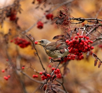 Рябиновый пир: Как Дрозды-Рябинники и зеленушки устроили настоящий Гастрономический фестиваль! 🍒🥳