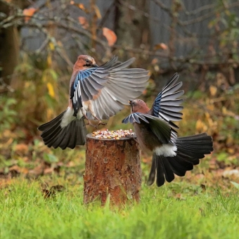 Как стая птиц устроила мне утреннее шоу с кормовой кукурузой! 🤩🌽🐦