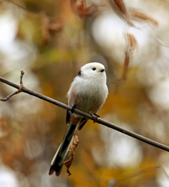 Охота за птичьим счастьем в Измайловском парке: Когда обычная прогулка превращается в сказочное приключение! ✨🌳🐦
