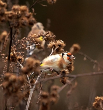 Охота за птичьим счастьем в Измайловском парке: Когда обычная прогулка превращается в сказочное приключение! ✨🌳🐦
