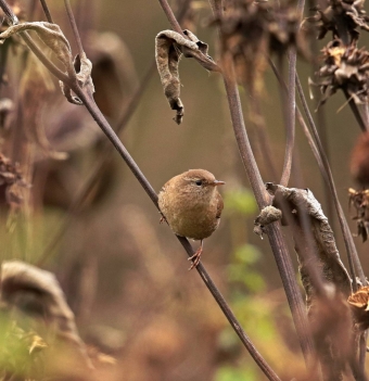 Охота за птичьим счастьем в Измайловском парке: Когда обычная прогулка превращается в сказочное приключение! ✨🌳🐦