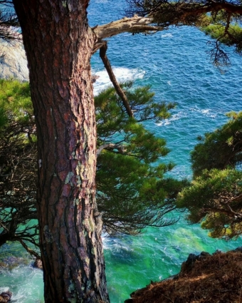 Гамова: Там, где Тихий океан шепчет скалам, а сосны стоят на страже красоты 🌲🌊