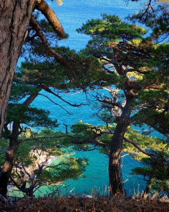 Гамова: Там, где Тихий океан шепчет скалам, а сосны стоят на страже красоты 🌲🌊