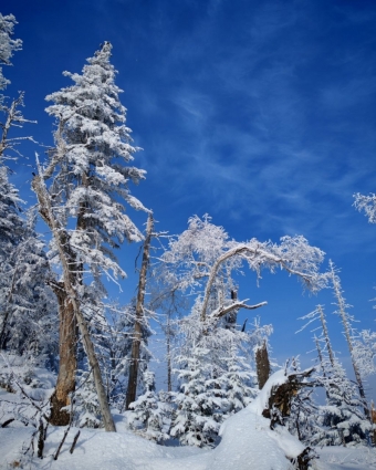 Когда вроде бы нехватка снега обернулась зимней сказкой! ❄️✨