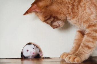 Причины, по которым домашние кошки едят мышей