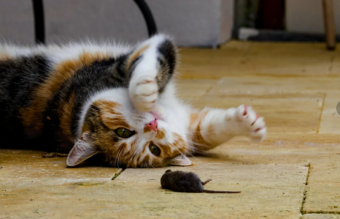 Почему кошки любят играть со своей добычей?