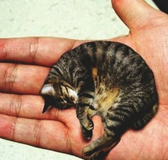 Самые известные кошки в мире