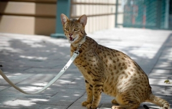 Самые известные кошки в мире