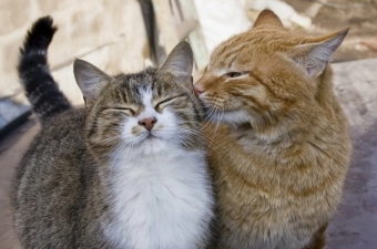 10 распространенных мифов о поведении кошек