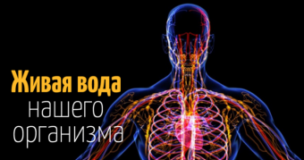 Лимфатическая система и кожа