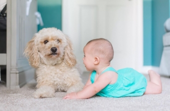 Полезные советы при знакомстве с детьми и собаками