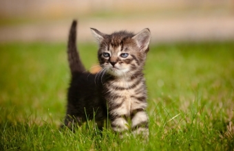 10 распространенных мифов о поведении кошек