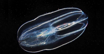 Секреты глубин океана: 10 удивительных морских существ 