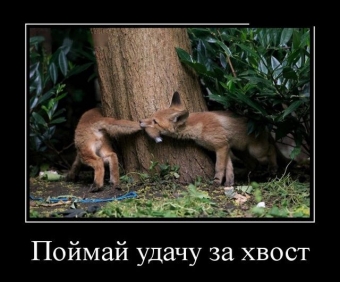 Демотиватор о лисьих проделок