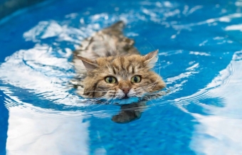 Почему кошки ненавидят воду?